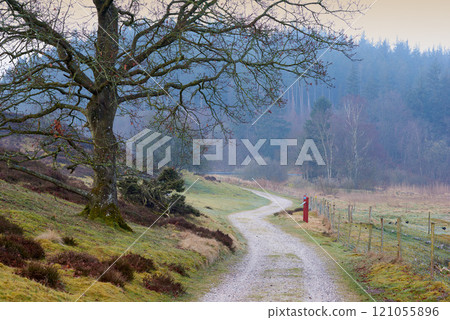 Landscape view of a countryside road leading into a misty dense forest and woods in the morning in Norway. Long winding dirt path in a remote country of Sweden. Travel and mystery adventure in nature 121055896
