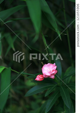 Flowers of Lychee 121055906