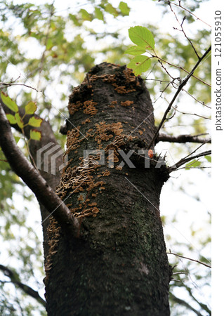 Cherry tree infested with mushrooms 121055910