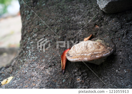 寄生在染井吉野櫻樹上的小風竹 寄生在染井吉野櫻樹上的小風竹 121055913