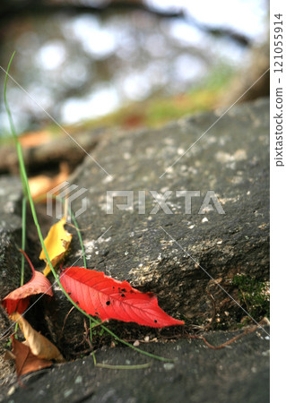 Stone wall and red fallen leaves 121055914