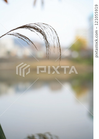 Riverside silver grass 121055919