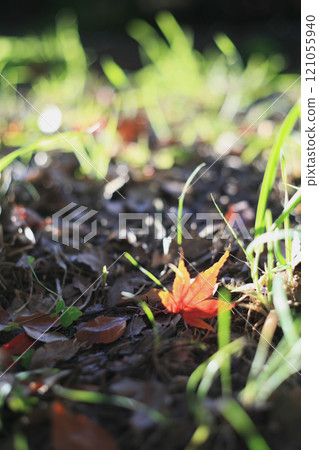 Fallen maple leaves in the grass 121055940