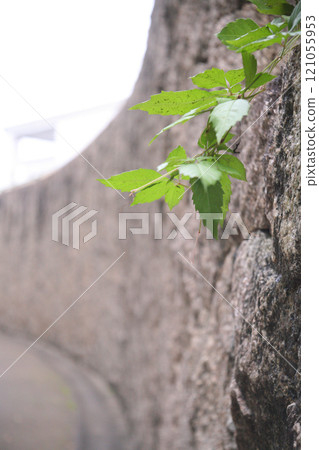 石垣常春藤 121055953