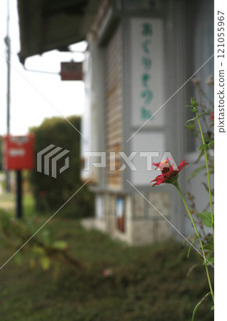 關閉的煙草店和百日草 121055967