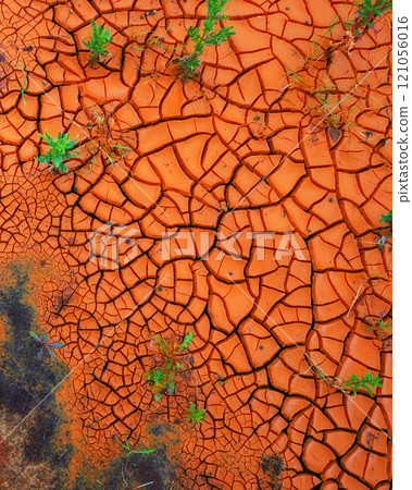 Plants growing through cracked dry land in a barren landscape. Closeup of an artistic image in bright rusty orange with copyspace. New growth symbolising endurance, bounce back, courage and strength Plants growing through cracked dry land in a barren landscape. Closeup of an artistic image in bright rusty orange with copyspace. New growth symbolising endurance, bounce back, courage and strength 121056016