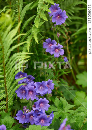 Closeup of vibrant, wild, purple meadow cranesbill flowers blossoming and growing in a remote field, forest, woods or home garden. Group of delicate, fresh plants blooming and flowering in a backyard Closeup of vibrant, wild, purple meadow cranesbill flowers blossoming and growing in a remote field, forest, woods or home garden. Group of delicate, fresh plants blooming and flowering in a backyard 121056031