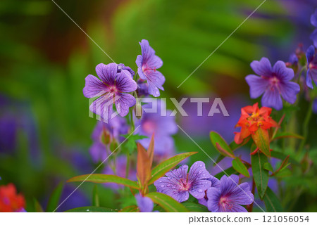 Beautiful meadow cranesbill growing in a botanical garden in summer. Meadow geranium blooming on green grassy field in spring. Pretty flowering plants budding in a natural environment. Growing flora 121056054