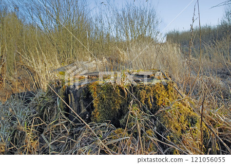 Closeup of green moss growing on a rotten tree stump in an empty Denmark swamp in early spring. Macro view detail if textured algae spreading, covering a wooden trunk in remote nature landscape Closeup of green moss growing on a rotten tree stump in an empty Denmark swamp in early spring. Macro view detail if textured algae spreading, covering a wooden trunk in remote nature landscape 121056055
