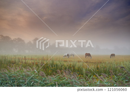 Herd of horses grazing grass on a spring field on a misty morning. Stallions standing in a meadow or pasture land with copyspace. Livestock farm animals roaming freely and eating the wild vegetations 121056060