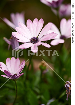 Closeup of pink daisy composite flower growing singly at end of branches in a field in summer. Many beautiful plants blooming in nature. Garden filled with pretty purple flowers. Flora in yard Closeup of pink daisy composite flower growing singly at end of branches in a field in summer. Many beautiful plants blooming in nature. Garden filled with pretty purple flowers. Flora in yard 121056106