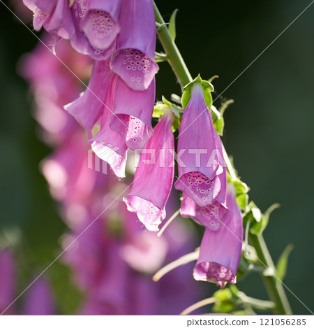 Purple Foxgloves blooming in its natural environment in summer. Digitalis purpurea growing in a botanical garden in nature. Flowering plants blossoming in a field in spring. Flora flourishing in yard 121056285
