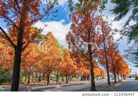 論會公園、紅葉的水杉(愛知縣豐橋市) 論會公園、紅葉的水杉(愛知縣豐橋市) 121056447