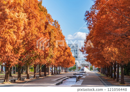 論會公園、紅葉的水杉(愛知縣豐橋市) 論會公園、紅葉的水杉(愛知縣豐橋市) 121056448