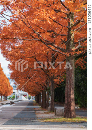 Nonhoi Park, Metasequoia trees turning red in autumn (Toyohashi City, Aichi Prefecture) 121056452