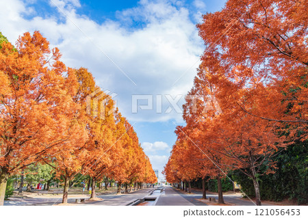 Nonhoi Park, Metasequoia trees turning red in autumn (Toyohashi City, Aichi Prefecture) 121056453