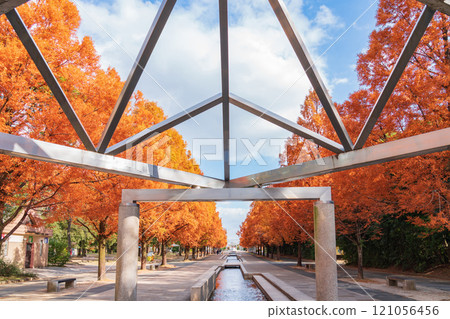 論會公園、紅葉的水杉(愛知縣豐橋市) 論會公園、紅葉的水杉(愛知縣豐橋市) 121056456