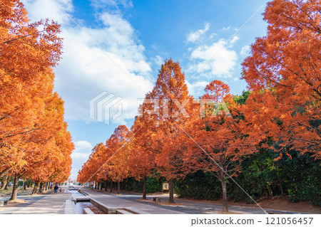 論會公園、紅葉的水杉（愛知縣豐橋市） 121056457