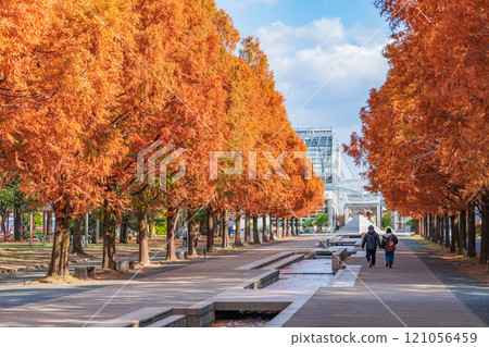 論會公園、紅葉的水杉（愛知縣豐橋市） 121056459