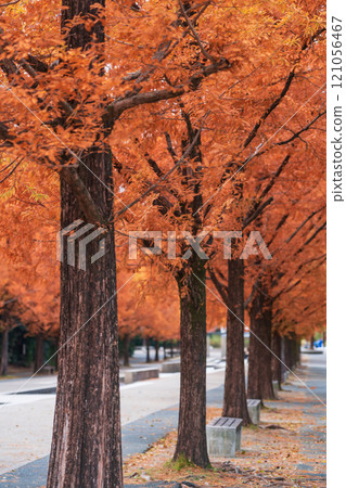 Nonhoi Park, Metasequoia trees turning red in autumn (Toyohashi City, Aichi Prefecture) Nonhoi Park, Metasequoia trees turning red in autumn (Toyohashi City, Aichi Prefecture) 121056467