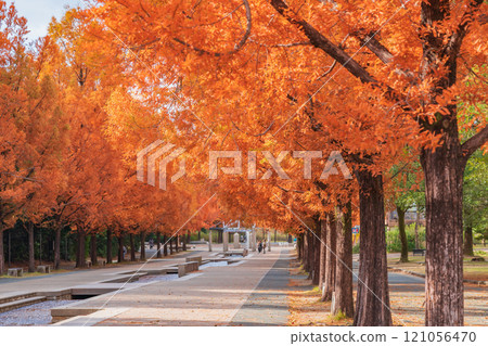 論會公園、紅葉的水杉（愛知縣豐橋市） 121056470