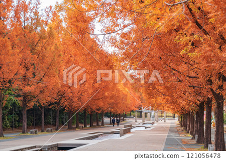 論會公園、紅葉的水杉(愛知縣豐橋市) 論會公園、紅葉的水杉(愛知縣豐橋市) 121056478