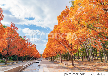 論會公園、紅葉的水杉（愛知縣豐橋市） 121056482