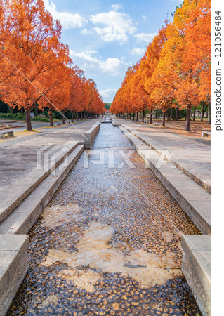 Nonhoi Park, Metasequoia trees turning red in autumn (Toyohashi City, Aichi Prefecture) 121056484