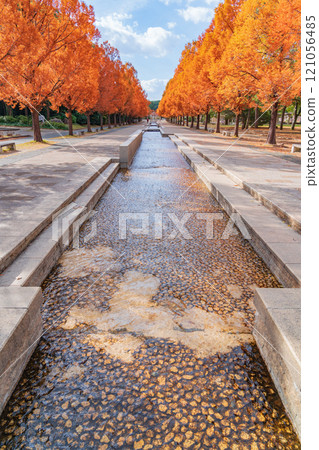 論會公園、紅葉的水杉(愛知縣豐橋市) 論會公園、紅葉的水杉(愛知縣豐橋市) 121056485