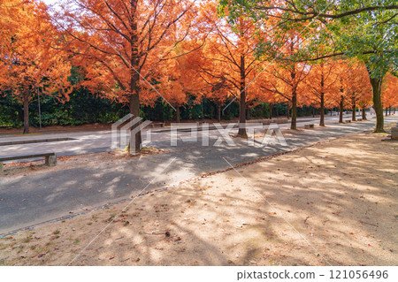 Nonhoi Park, Metasequoia trees turning red in autumn (Toyohashi City, Aichi Prefecture) Nonhoi Park, Metasequoia trees turning red in autumn (Toyohashi City, Aichi Prefecture) 121056496