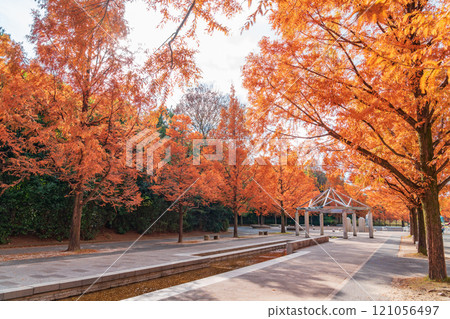 Nonhoi Park, Metasequoia trees turning red in autumn (Toyohashi City, Aichi Prefecture) 121056497