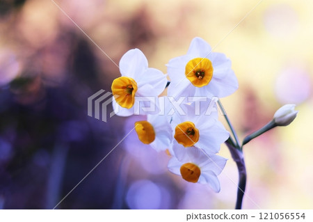 美麗的水仙花 121056554