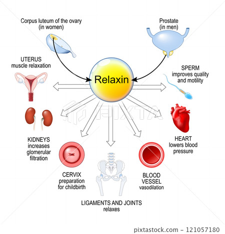 Relaxin hormone. Pregnancy hormone 121057180