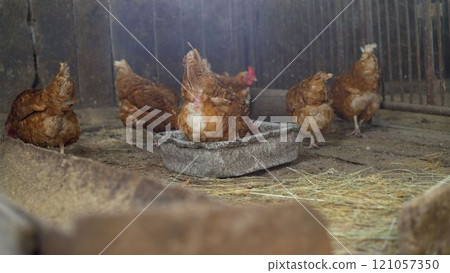 Colorful chickens under the tree. Beautiful brown hen in the chicken coop. Private chicken coop with wood imitation. Colorful chickens under the tree. Beautiful brown hen in the chicken coop. Private chicken coop with wood imitation. 121057350