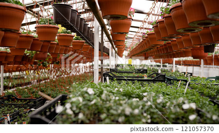 Rows of potted petunias in a greenhouse. Hanging flower baskets. Petunias in a greenhouse. 121057370