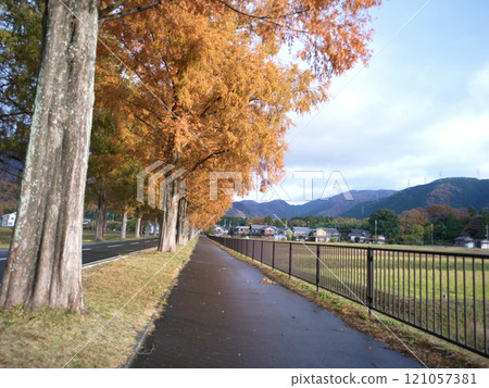 Autumn foliage along Metasequoia Highway in Kohoku 121057381