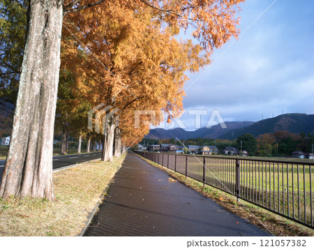 Autumn foliage along Metasequoia Highway in Kohoku 121057382