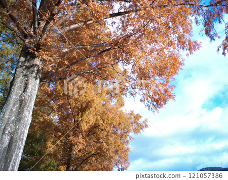 湖北水杉路附近秋葉 121057386