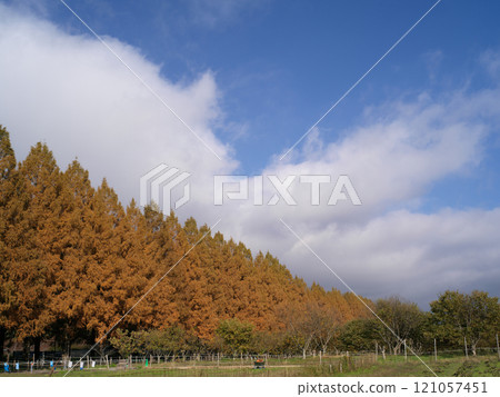 湖北水杉路附近秋葉 121057451