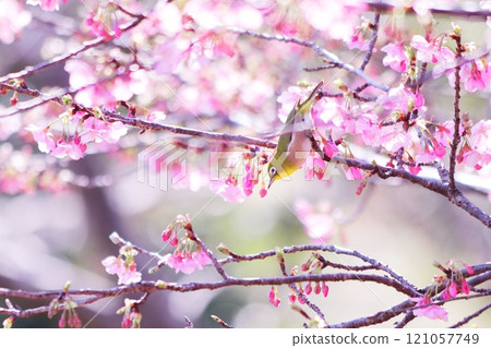 A cute Japanese white-eye perched on a plum branch in spring 121057749