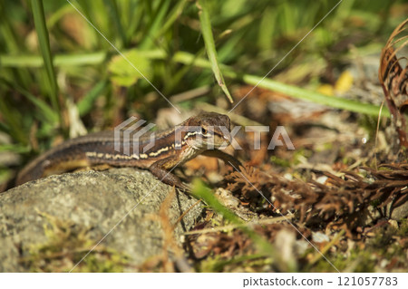 地上的蜥蜴 121057783