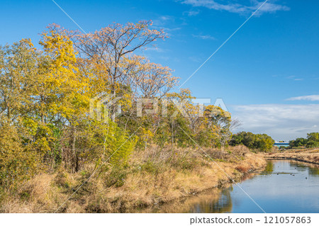 初冬寢屋川市的淀川天王魔杖 初冬寢屋川市的淀川天王魔杖 121057863