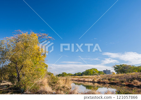 初冬寢屋川市的淀川天王魔杖 121057866