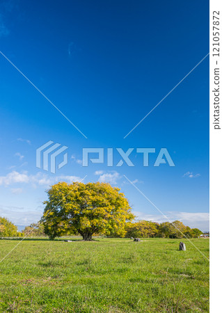 守口市淀川公園的大樹 守口市淀川公園的大樹 121057872