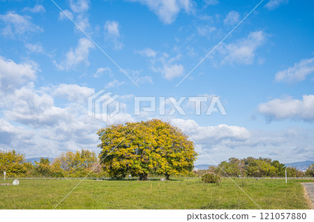 守口市淀川公園的大樹 121057880