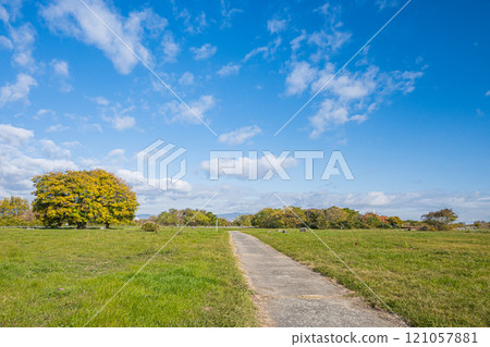 守口市淀川公園的大樹 121057881