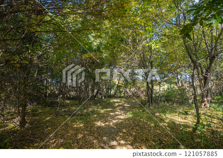 守口市淀川沿岸森林 121057885