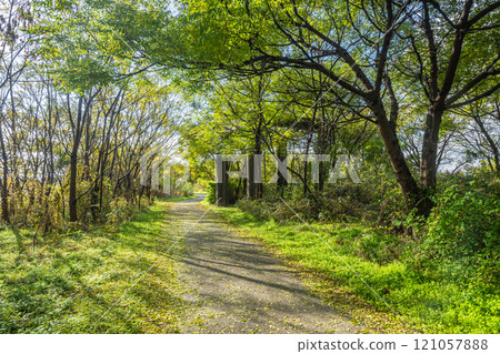 大阪府守口市淀川沿岸的森林散步道 121057888