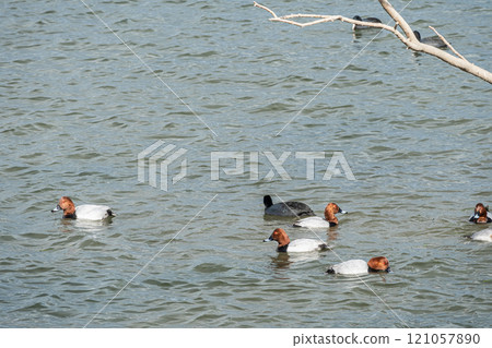 淀川上漂浮的海星 121057890