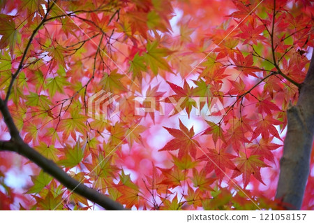 Japanese Autumn Images: Nara 11 121058157